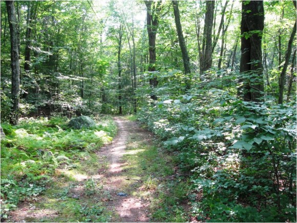 Forest Trail in Essex’s Part of the Preserve