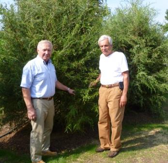Bruce Glowac, President of the Essex Foundaation and Augie Pampel, Essex Tree Warden admire the new Eastern Red Cedars along West Avenue in Essex. Missing from the photo is Paul Fazzino, Jr., Essex Fire Chief.