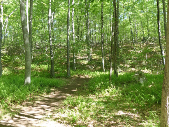 An idyllic scene of the newly acquired 'Preserve,' where the Essex Land Trust will lead a Family Outing, Aug. 22.