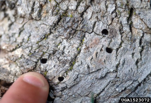 The D-shaped exit holes of the emerald ash borer in an ash tree
