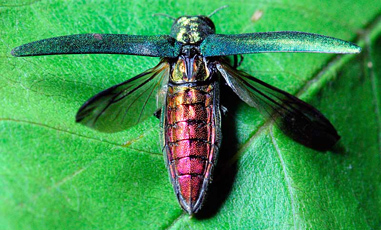 The emerald ash borer adult beetle