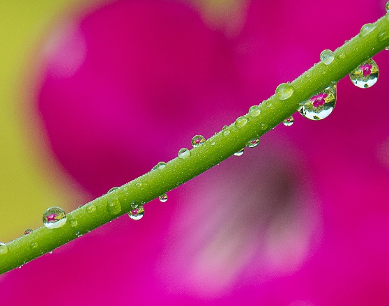 "Within a Water Drop" by Diane Roberts, one of the photographs to be exhibited by the CT Valley Camera Club in Chester.