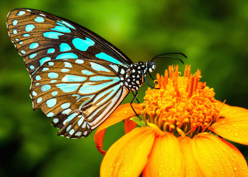 Chester Garden Club Hosts Presentation on Attracting Butterflies, Birds